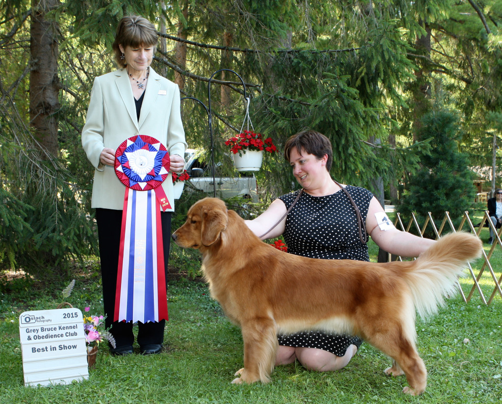 Best in Show at the Grey-Bruce Kennel and Obedience Club under esteemed Sporting Dog specialist Honey Glendinning (Canada)